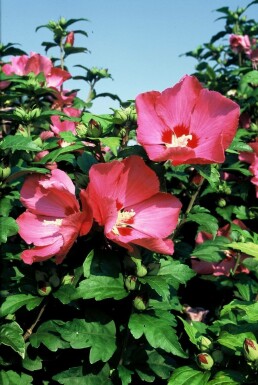 Hibiscus syriacus 'Woodbridge' C5 40-60