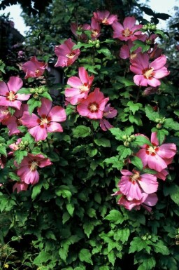 Hibiscus syriacus 'Woodbridge' C5 40-60