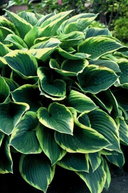 Klasehosta Hosta fortunei 'Aureomarginata' potte Hosta fortunei 'Aureomarginata'