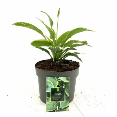 Klasehosta Hosta fortunei 'Aureomarginata' potte Hosta fortunei 'Aureomarginata'