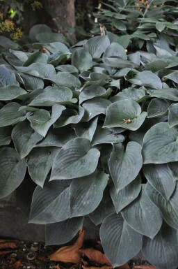 Hosta Hosta tardiana 'Halcyon' potte Hosta tardiana 'Halcyon'