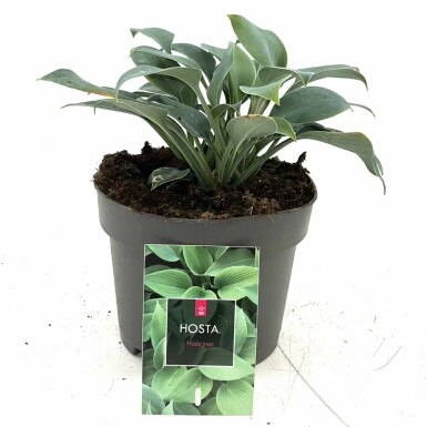 Hosta Hosta tardiana 'Halcyon' potte Hosta tardiana 'Halcyon'