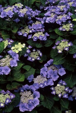 Almindelig hortensia Hydrangea macrophylla 'Blaumeise' busk 25-30 C2 Hydrangea macrophylla 'Blaumeise' busk 25-30 cm