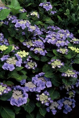 Almindelig hortensia Hydrangea macrophylla 'Blaumeise' busk 25-30 C2 Hydrangea macrophylla 'Blaumeise' busk 25-30 cm