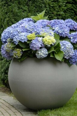 Almindelig hortensia Hydrangea macrophylla 'Forever & Ever® Blue' potte Hydrangea macrophylla 'Forever & Ever® Blue' busk