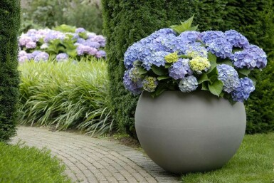 Almindelig hortensia Hydrangea macrophylla 'Forever & Ever® Blue' potte Hydrangea macrophylla 'Forever & Ever® Blue' busk