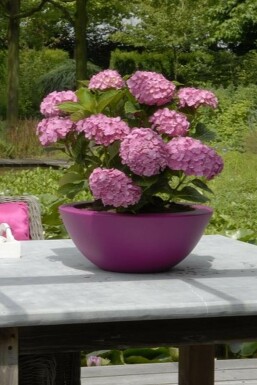 Almindelig hortensia Hydrangea macrophylla 'Forever & Ever® Pink' potte Hydrangea macrophylla 'Forever & Ever® Pink' busk