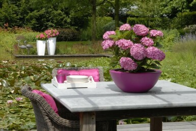 Almindelig hortensia Hydrangea macrophylla 'Forever & Ever® Pink' potte Hydrangea macrophylla 'Forever & Ever® Pink' busk