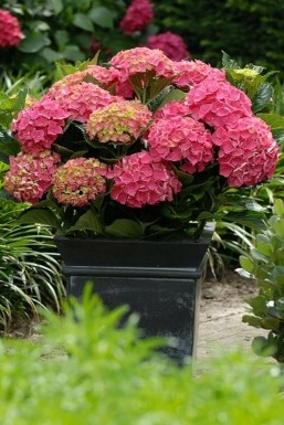 Almindelig hortensia Hydrangea macrophylla 'Forever & Ever® Red' potte Hydrangea macrophylla 'Forever & Ever® Red' busk