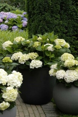 Almindelig hortensia Hydrangea macrophylla 'Forever & Ever® White' potte Hydrangea macrophylla 'Forever & Ever® White' busk
