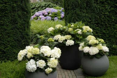 Almindelig hortensia Hydrangea macrophylla 'Forever & Ever® White' potte Hydrangea macrophylla 'Forever & Ever® White' busk