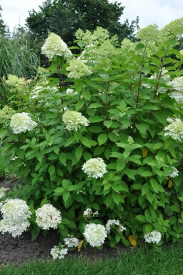 Havehortensia Hydrangea paniculata 'Limelight' potte Hydrangea paniculata 'Limelight' busk
