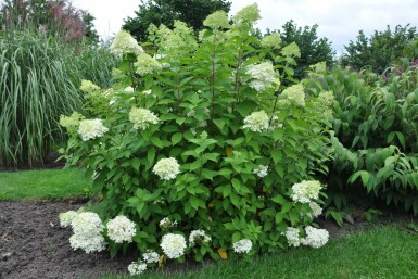 Havehortensia Hydrangea paniculata 'Limelight' potte Hydrangea paniculata 'Limelight' busk