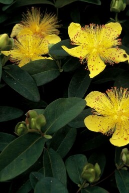 Storblomstret perikon Hypericum calycinum potte Hypericum calycinum