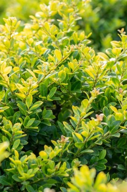 Dværgkristtorn Ilex crenata 'Golden Gem' potte Ilex crenata 'Golden Gem' busk