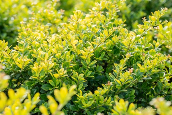 Dværgkristtorn Ilex crenata 'Golden Gem' potte Ilex crenata 'Golden Gem' busk