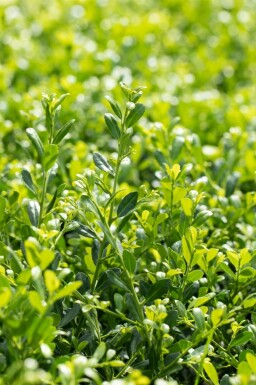 Dværgkristtorn Ilex crenata 'Stokes' potte Ilex crenata 'Stokes' busk