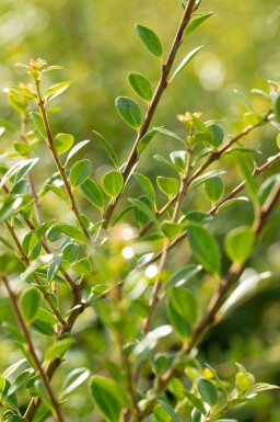 Dværgkristtorn Ilex crenata 'Stokes' potte Ilex crenata 'Stokes' busk