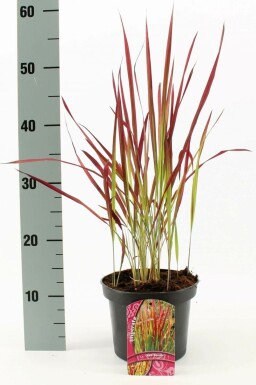 Japansk blodgræs Imperata cylindrica 'Red Baron' potte Imperata cylindrica 'Red Baron'