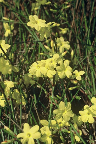 Jasminum nudiflorum C2 60-80