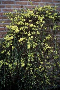Vinterjasmin Jasminum nudiflorum potte Jasminum nudiflorum busk