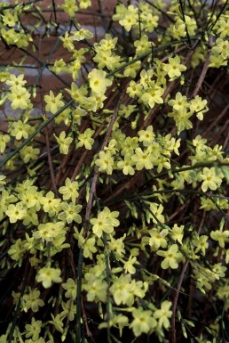 Jasminum nudiflorum C2 60-80