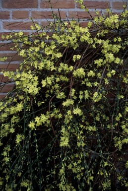 Jasminum nudiflorum C2 60-80