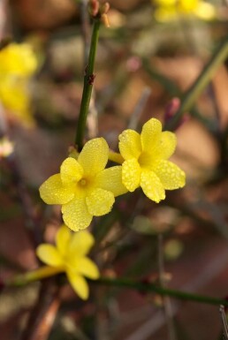 Jasminum nudiflorum C2 60-80