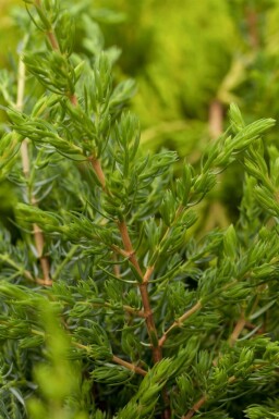 Almindelig ene Juniperus communis 'Repanda' potte Juniperus communis 'Repanda'