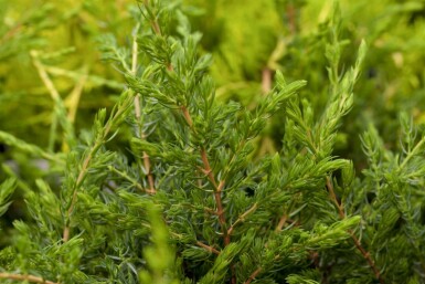 Almindelig ene Juniperus communis 'Repanda' potte Juniperus communis 'Repanda'