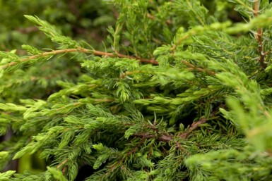 Juniperus communis 'Repanda' busk 30-35 cm C3