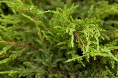 Juniperus communis 'Repanda' busk 30-35 cm C3