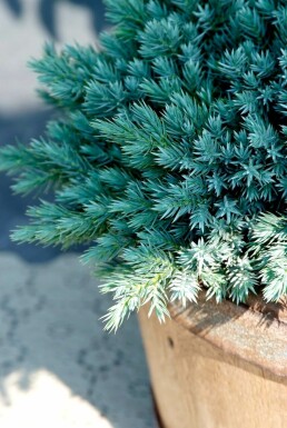 Blå ene Juniperus squamata 'Blue Star' potte Juniperus squamata 'Blue Star'