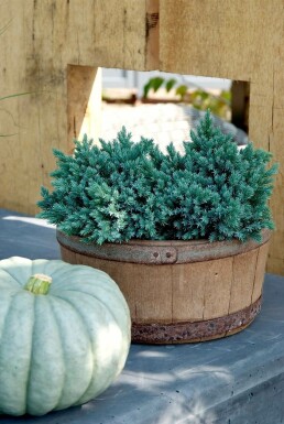 Blå ene Juniperus squamata 'Blue Star' potte Juniperus squamata 'Blue Star'