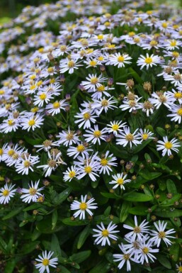 Japansk asters Kalimeris incisa 'Nana Blue' potte Kalimeris incisa 'Nana Blue'