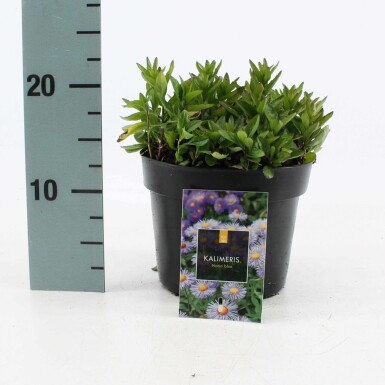 Japansk asters Kalimeris incisa 'Nana Blue' potte Kalimeris incisa 'Nana Blue'