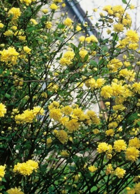 Ranunkelbusk Kerria japonica 'Pleniflora' potte Kerria japonica 'Pleniflora' busk