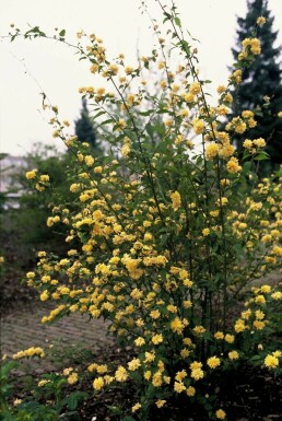 Ranunkelbusk Kerria japonica 'Pleniflora' potte Kerria japonica 'Pleniflora' busk