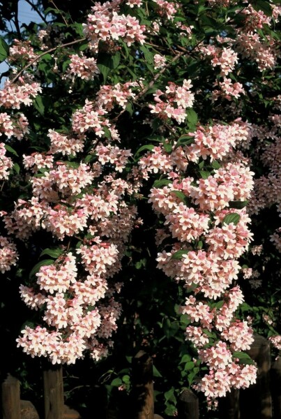 Kolkwitzia amabilis 'Pink Cloud' C2 20-30