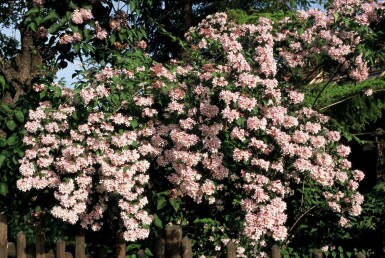 Kolkwitzia amabilis 'Pink Cloud' C2 20-30
