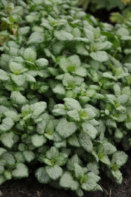 Plettet tvetand Lamium maculatum 'White Nancy' potte Lamium maculatum 'White Nancy'