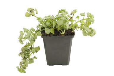 Plettet tvetand Lamium maculatum 'White Nancy' potte Lamium maculatum 'White Nancy'