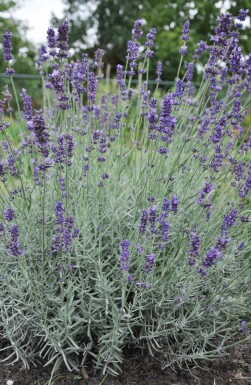 Ægte lavendel Lavandula angustifolia 'Hidcote' potte Lavandula angustifolia 'Hidcote'