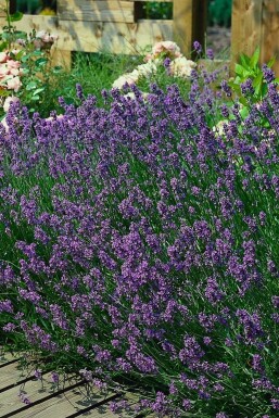 Ægte lavendel Lavandula angustifolia 'Munstead' potte Lavandula angustifolia 'Munstead'