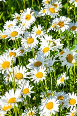 Kæmpemargerit Leucanthemum × superbum 'Silberprinzesschen' potte Leucanthemum × superbum 'Silberprinzesschen'