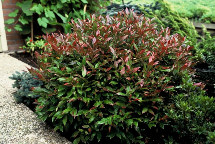 Akselandromedaslægten Leucothoe 'Zeblid' busk 25-30 C2 Leucothoe 'Zeblid' busk 25-30 cm