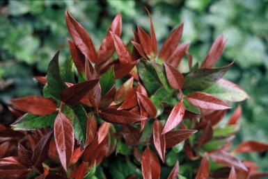 Akselandromedaslægten Leucothoe 'Zeblid' busk 25-30 C2 Leucothoe 'Zeblid' busk 25-30 cm