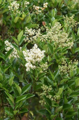Træliguster Ligustrum lucidum potte Ligustrum lucidum