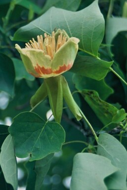 Almindelig tulipantræ Liriodendron tulipifera potte Liriodendron tulipifera busk