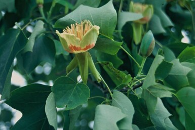 Almindelig tulipantræ Liriodendron tulipifera potte Liriodendron tulipifera busk